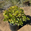 Crassula oblicua Lemon n Lime