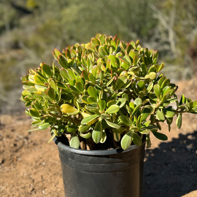 Crassula oblicua Lemon n Lime