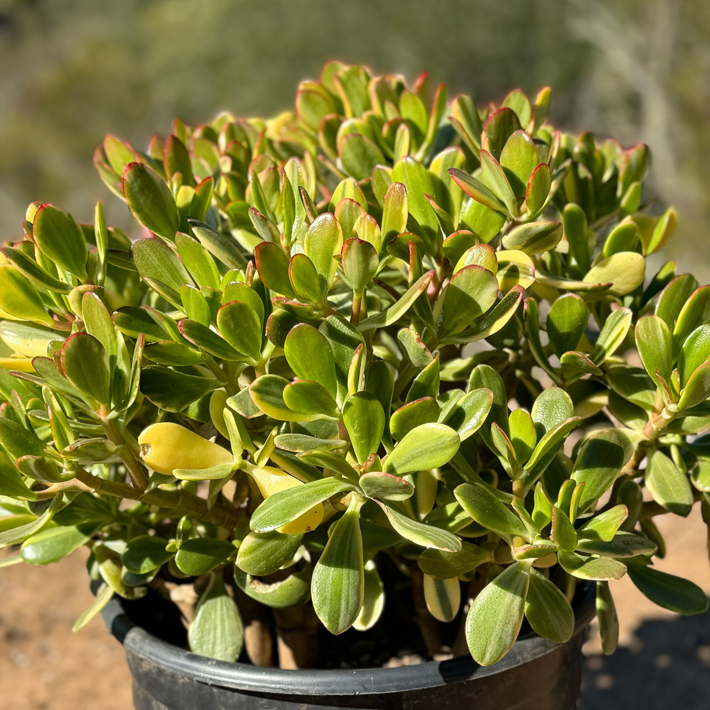 Crassula oblicua Lemon n Lime