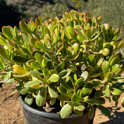 Crassula oblicua Lemon n Lime