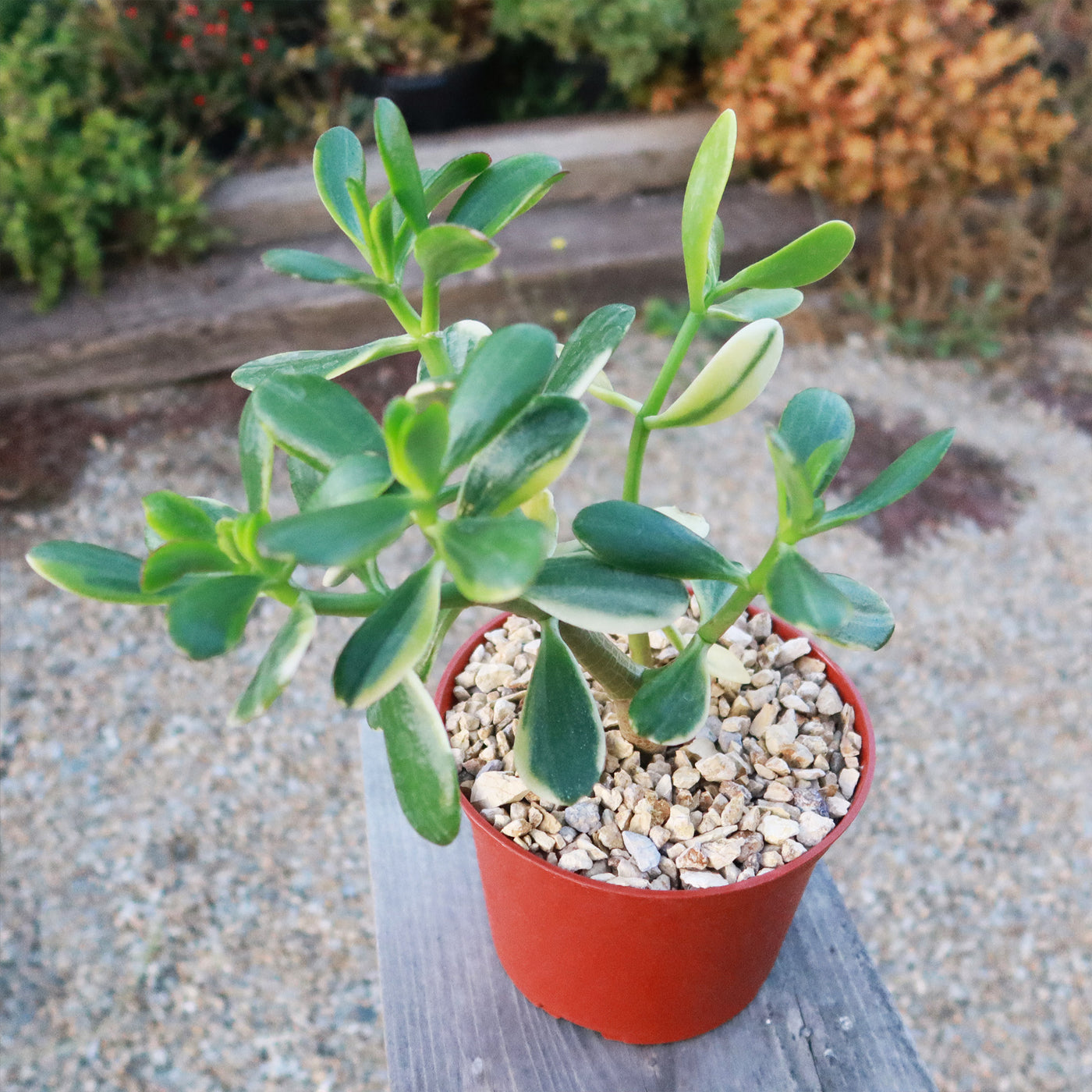 Crassula oblicua Lemon n Lime