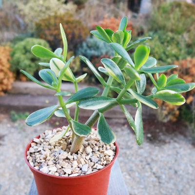 Crassula oblicua Lemon n Lime