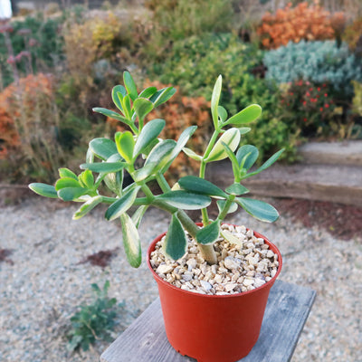 Crassula oblicua Lemon n Lime