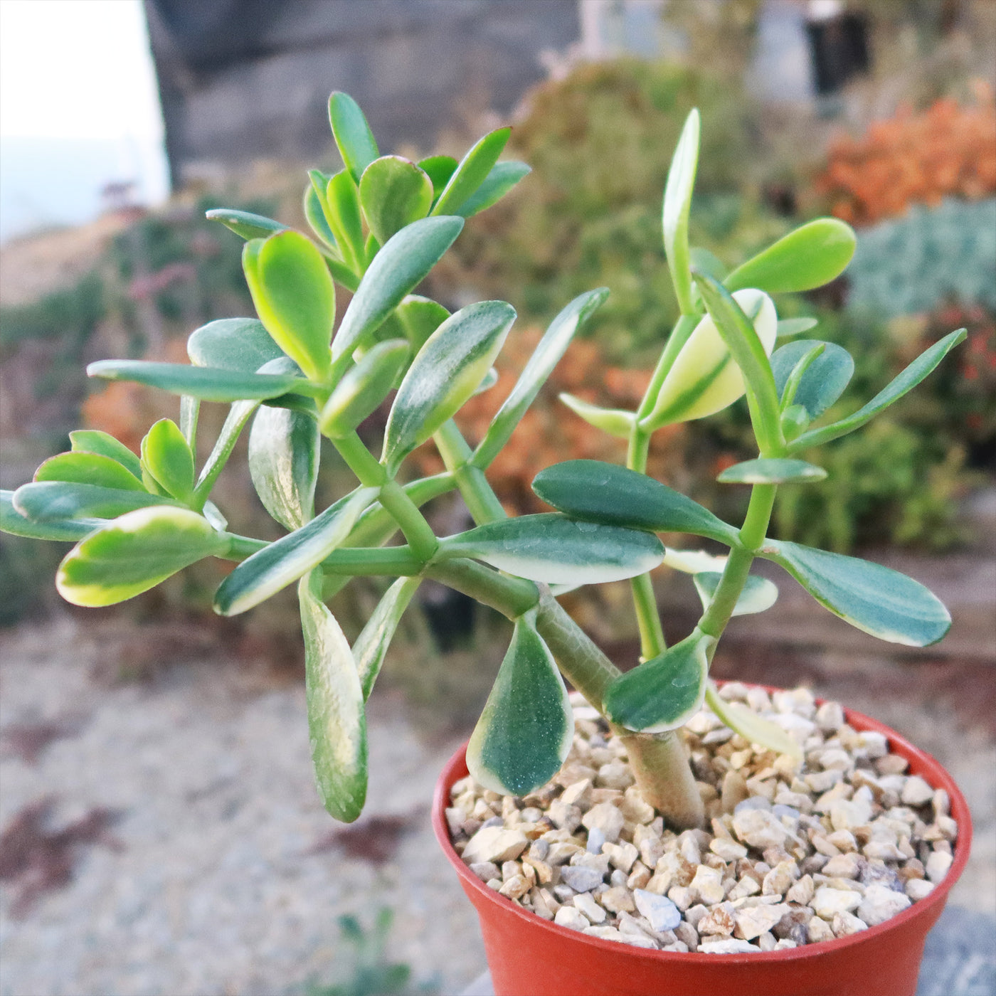 Crassula oblicua Lemon n Lime