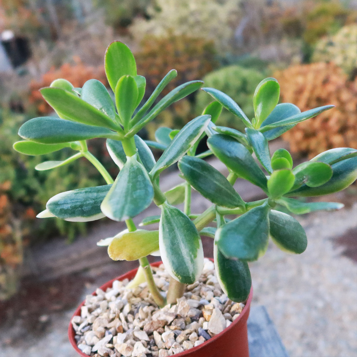 Crassula oblicua Lemon n Lime