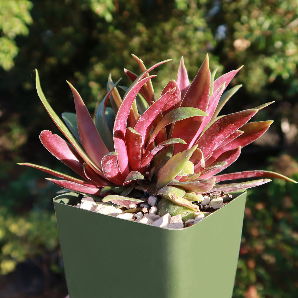 Crassula orbicularis rosularis