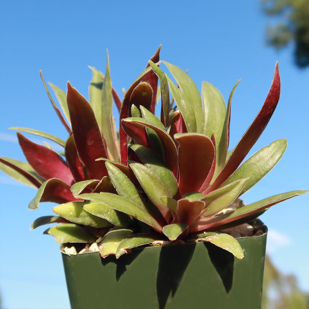 Crassula orbicularis rosularis