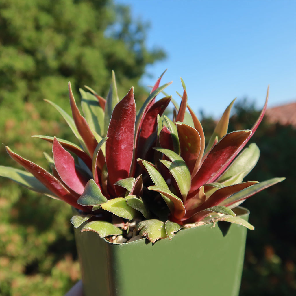 Crassula orbicularis rosularis