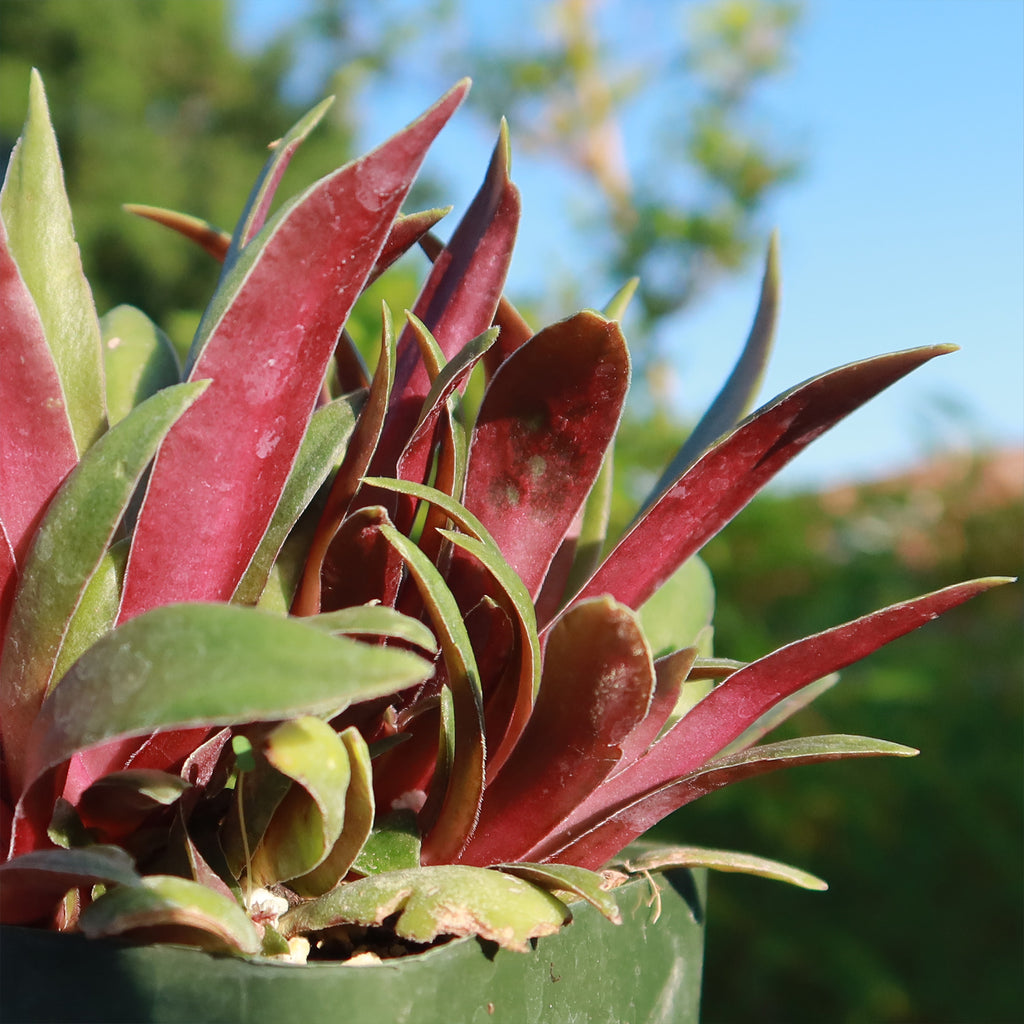 Crassula orbicularis rosularis