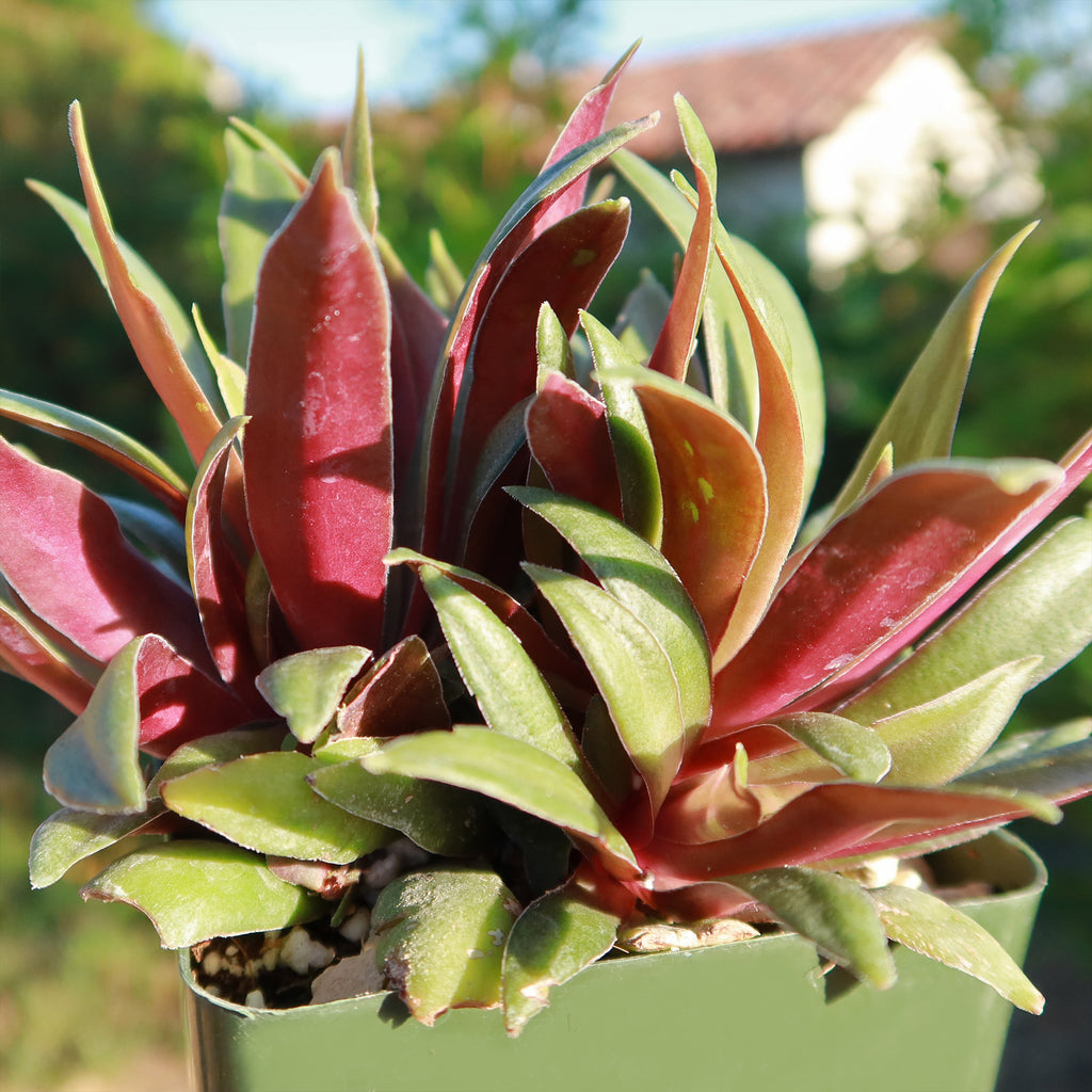 Crassula orbicularis rosularis