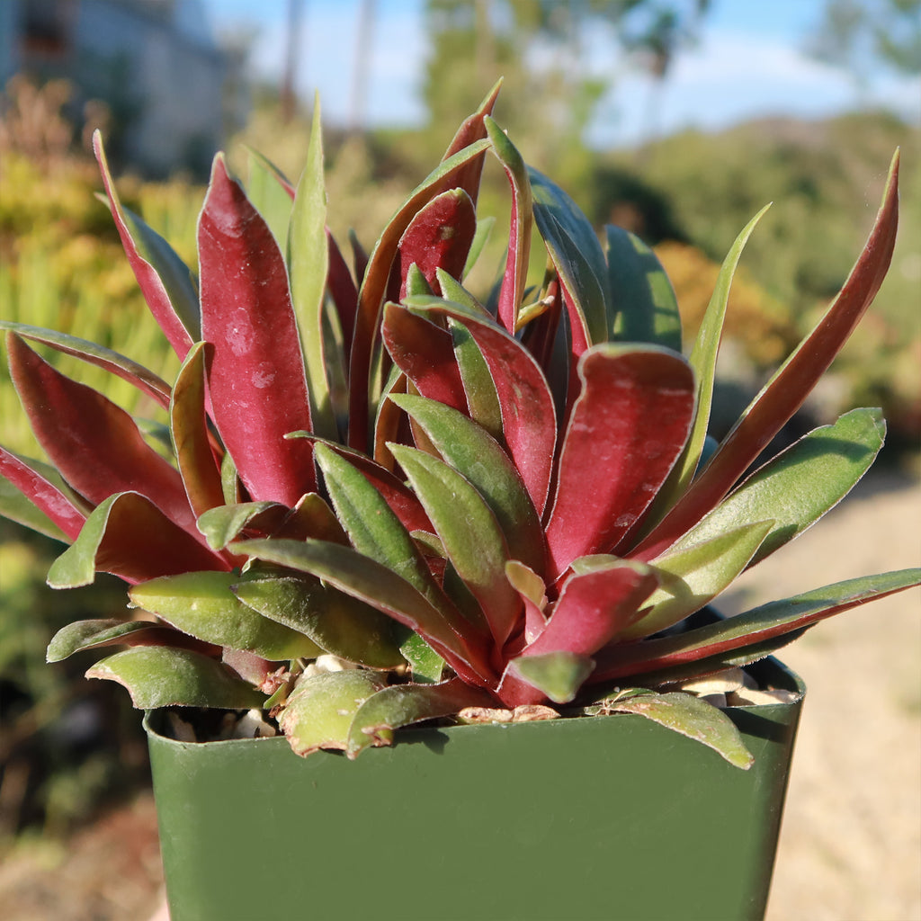 Crassula orbicularis rosularis
