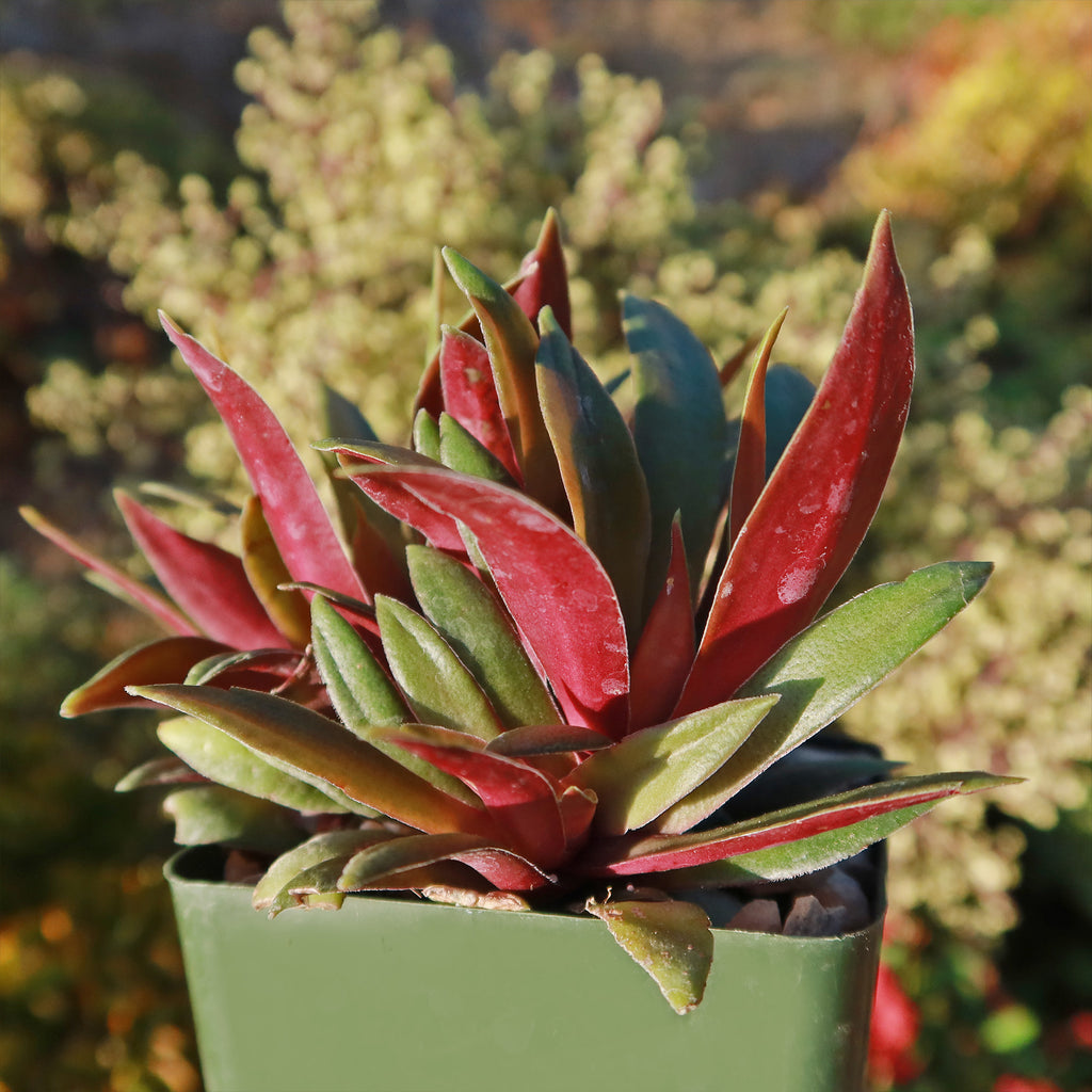Crassula orbicularis rosularis