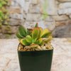 Front view of Crassula ovata Hummel’s Sunset Jade with green leaves edged orange red in a black pot against a stone wall
