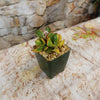 Angled view of Crassula ovata Hummel’s Sunset jade plant with green and yellow leaves in a 4-inch pot on stone