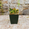 Front view of Crassula ovata Hummels Sunset Jade showcasing orange edged green leaves in a black pot against a stone wall