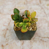 Top view of Crassula ovata Hummel’s Sunset Jade showcasing colorful foliage in a black pot on a neutral background