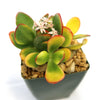 Front view of Crassula ovata Hummel’s Sunset Jade showcasing green leaves with red and yellow edges in a dark square pot