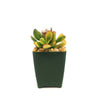 Front view of Crassula ovata Hummel’s Sunset Jade showcasing green and yellow leaves in a dark square pot