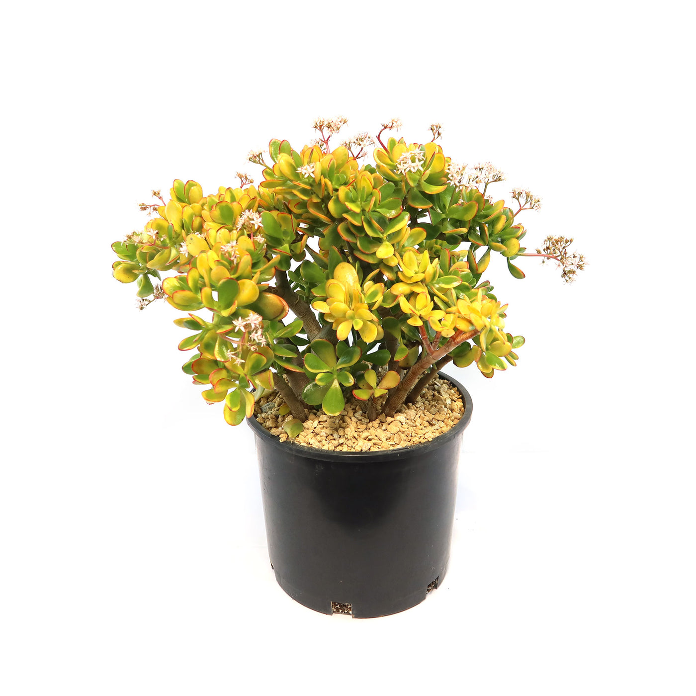 hummel's sunset succulent Shop 'Crassula ovata Hummel's Sunset Jade' Care & Growing Guide