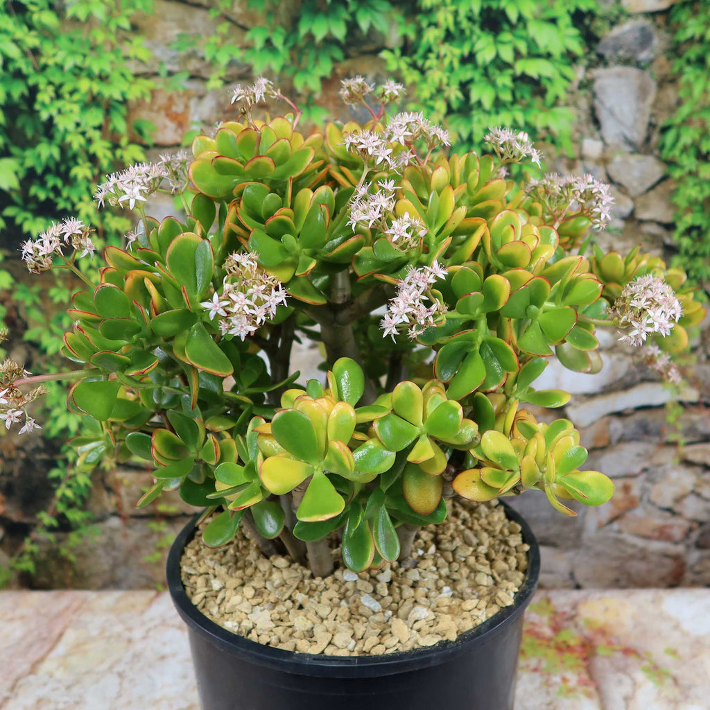 Crassula ovata Hummel's Sunset Jade