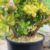 Crassula ovata Hummel&