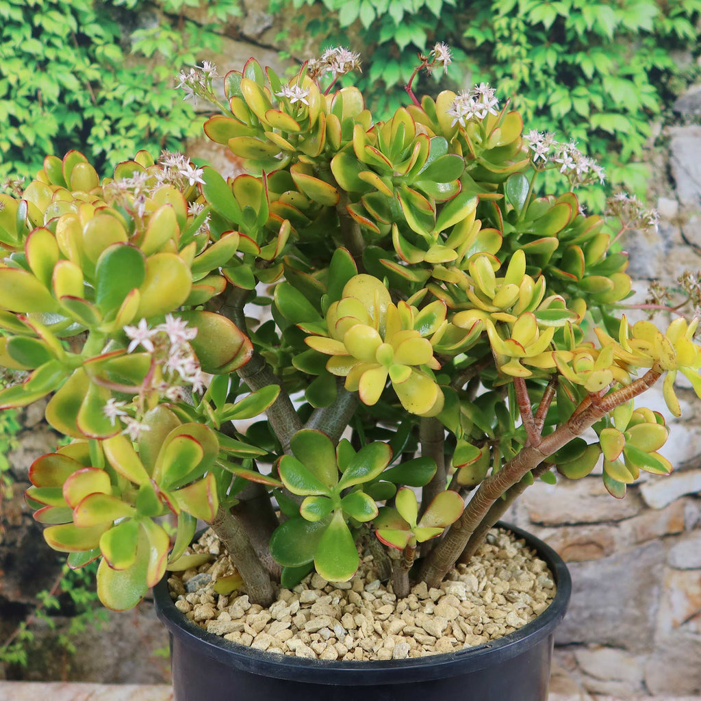 Crassula ovata Hummel's Sunset Jade