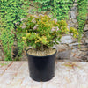 Crassula ovata Hummel&