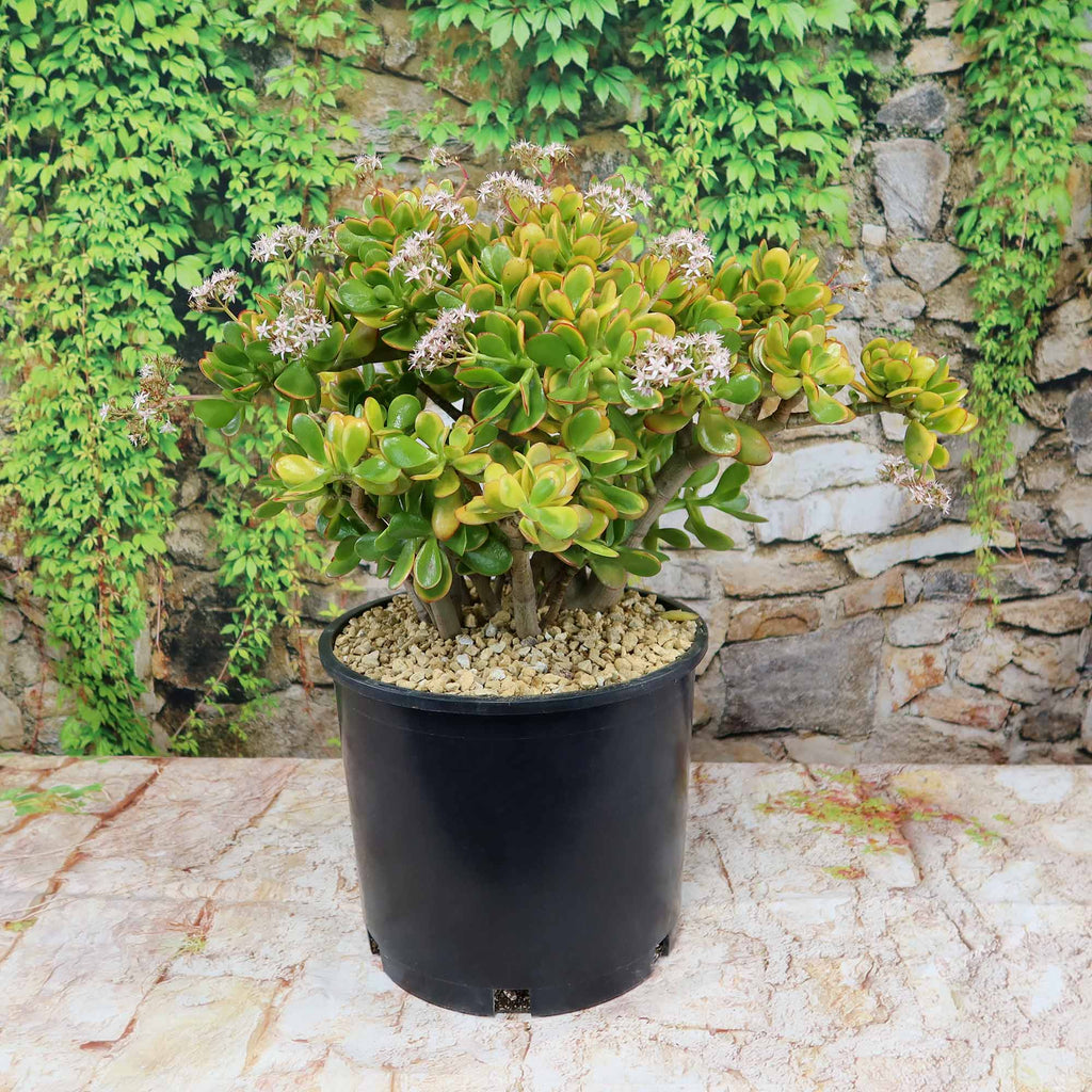 Crassula ovata Hummel's Sunset Jade