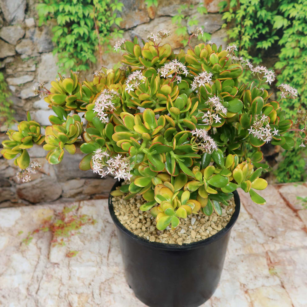 Crassula ovata Hummel's Sunset Jade