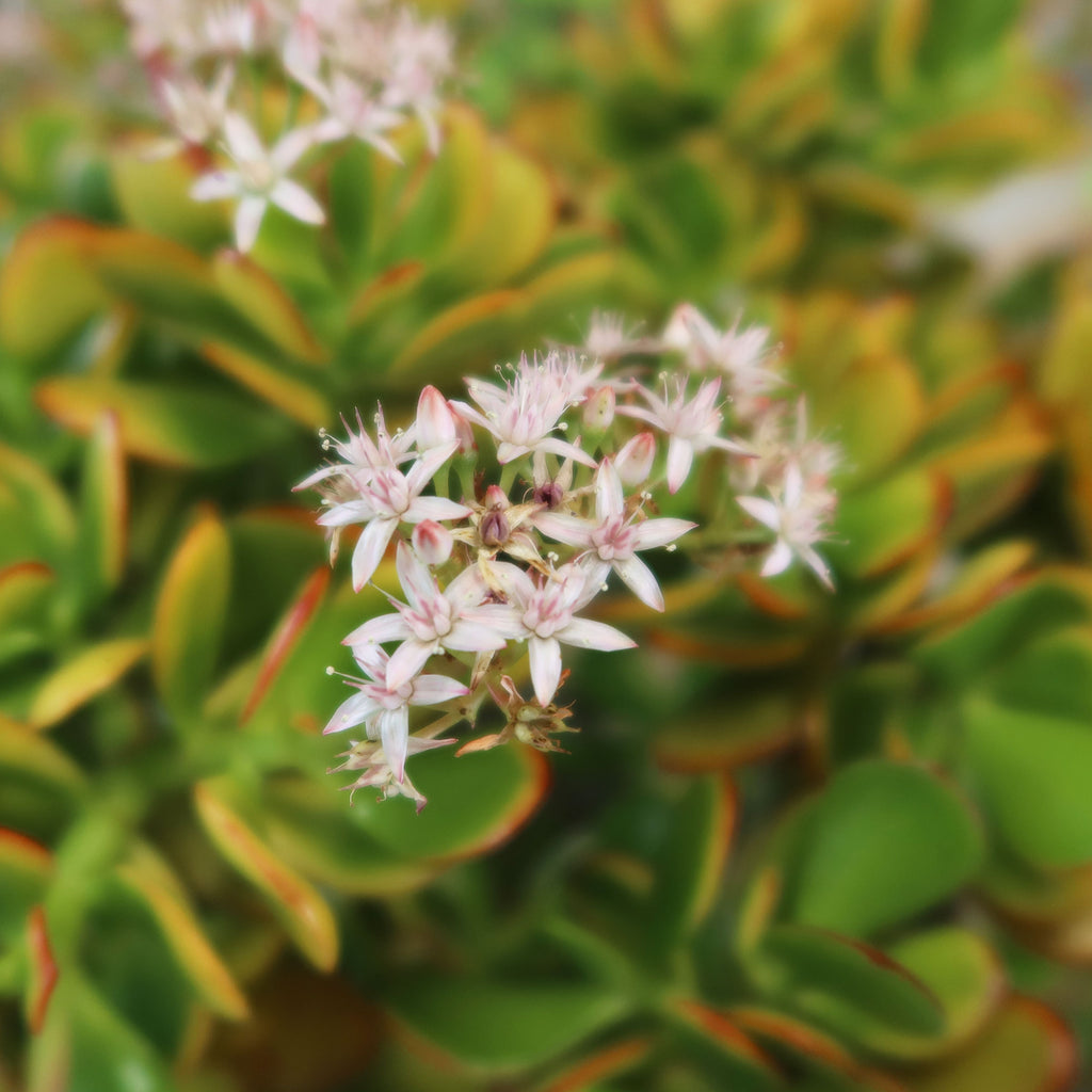 Crassula ovata Hummel's Sunset Jade