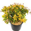Crassula ovata Hummel&