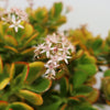 Crassula ovata Hummel&