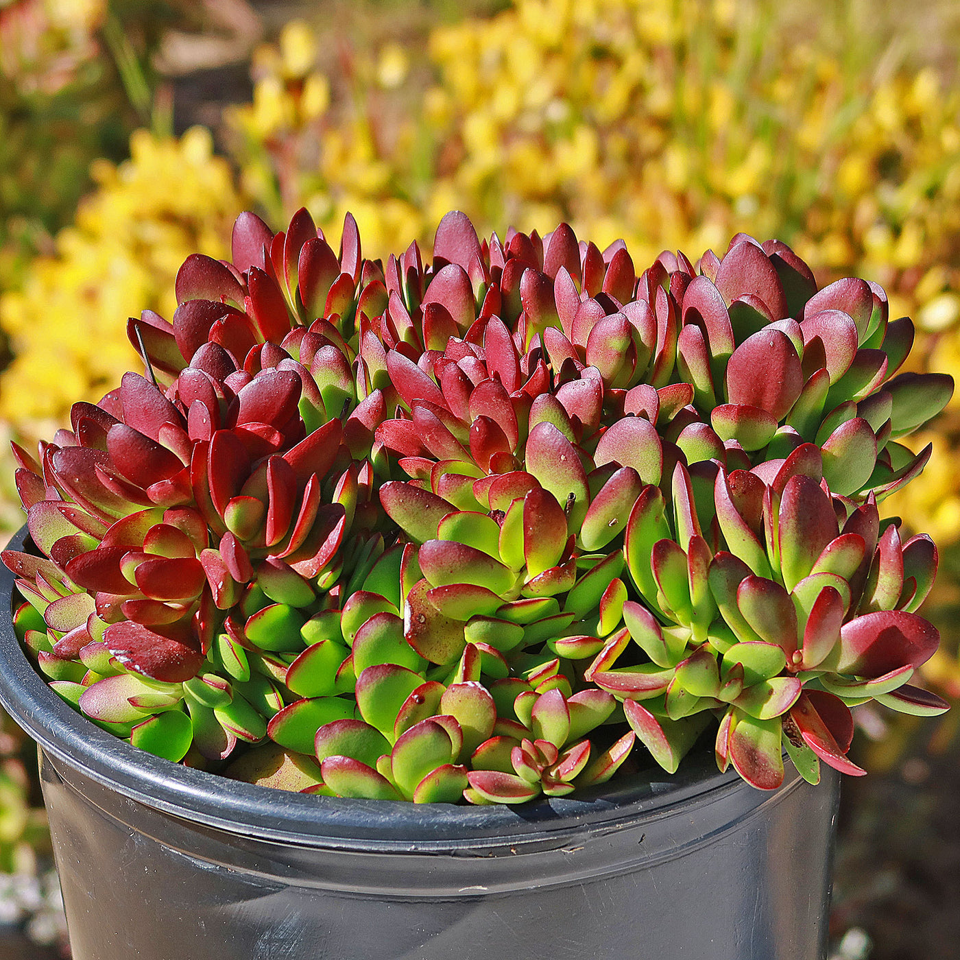 succulents red leaves Crassula platyphylla 'Burgundy' 1 Gal