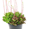 Crassula platyphylla &