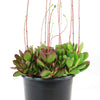 Crassula platyphylla &