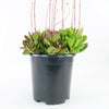 Crassula platyphylla &