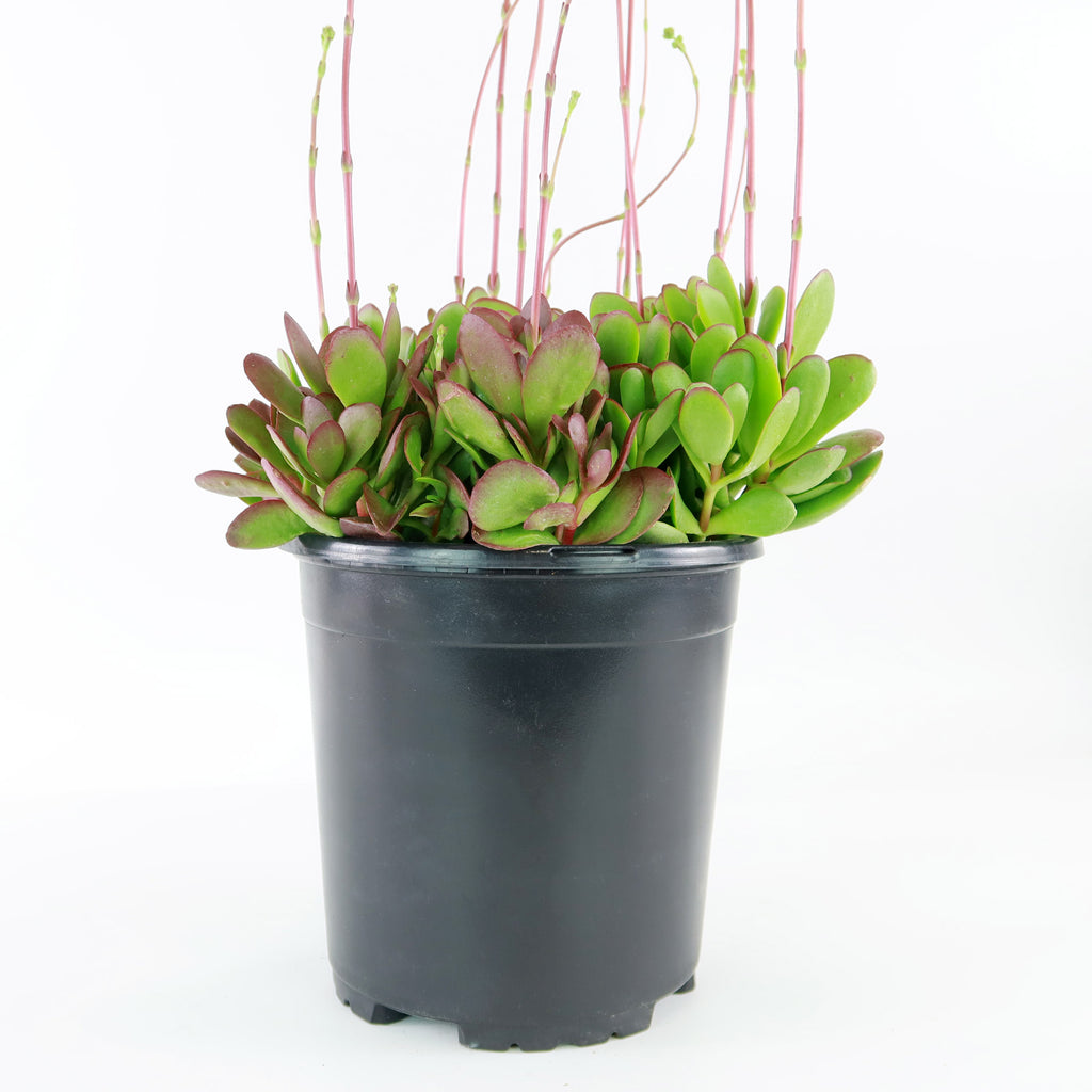 patrol_placeholder_a6ead9acc5af34cb22c78a05ed144ef7