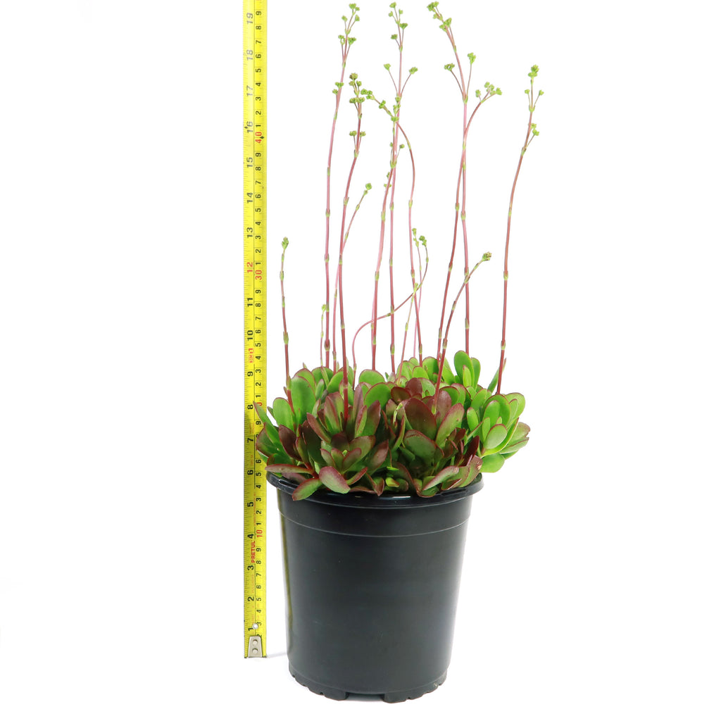 patrol_placeholder_a6ead9acc5af34cb22c78a05ed144ef7