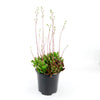 A potted Crassula platyphylla &