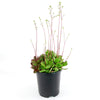 Crassula platyphylla &