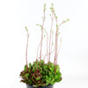 Crassula platyphylla &
