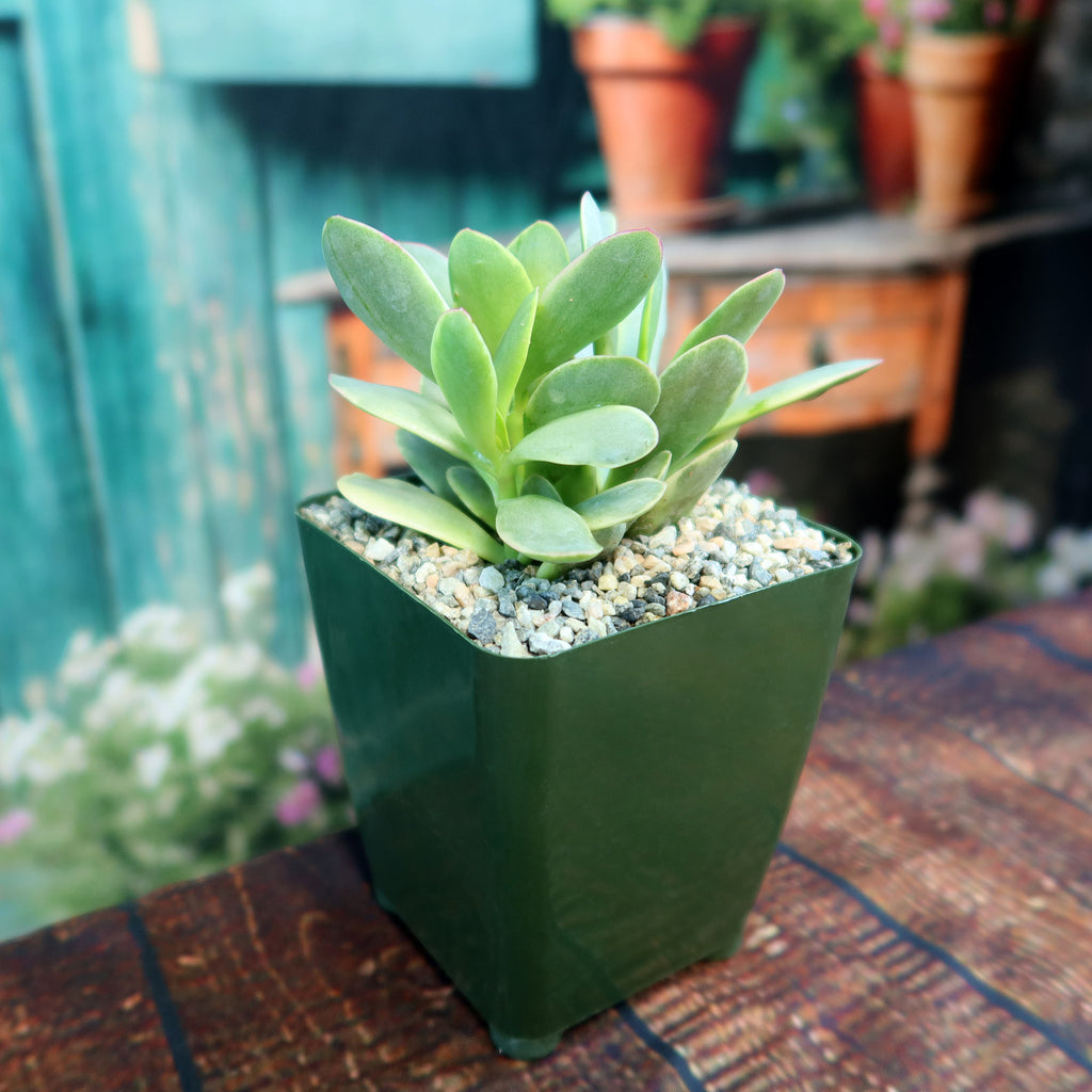 Crassula platyphylla variegata