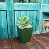 Crassula platyphylla variegata
