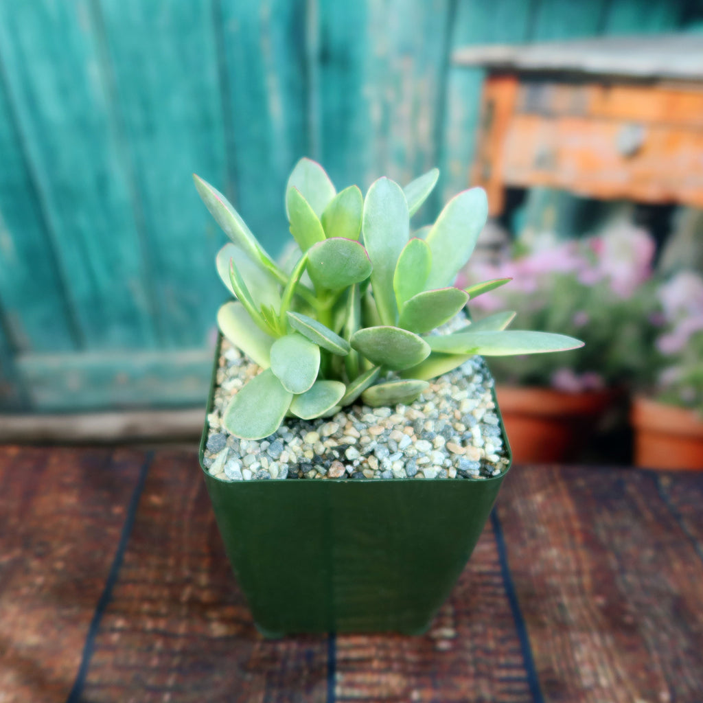 Crassula platyphylla variegata