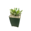 Crassula platyphylla variegata