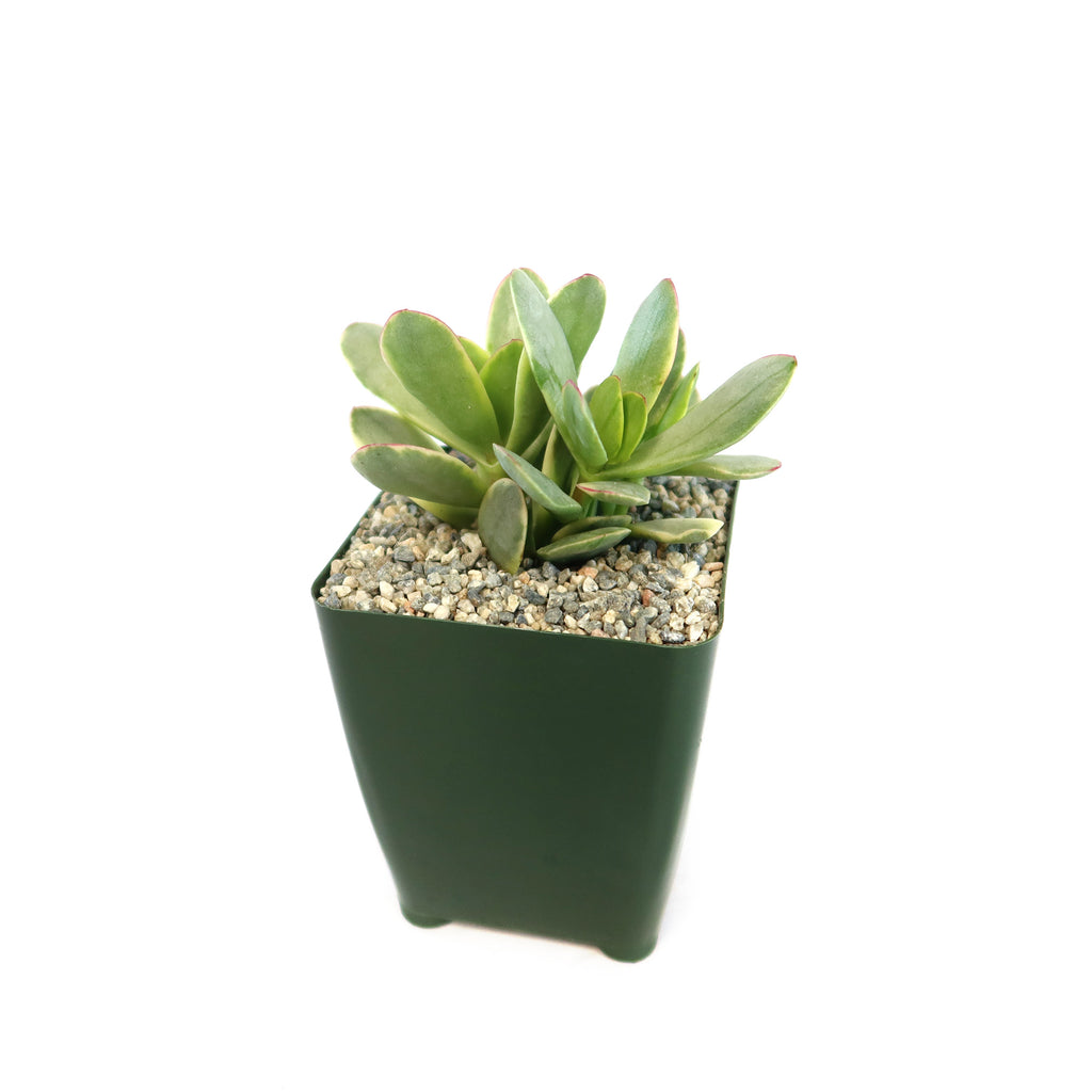Crassula platyphylla variegata