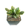 Crassula platyphylla variegata