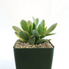 Crassula platyphylla variegata