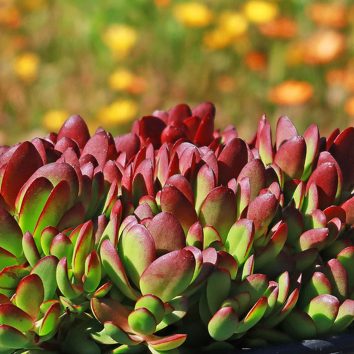 burgundy succulent plant Crassula platyphylla 'Burgundy' 1 Gal