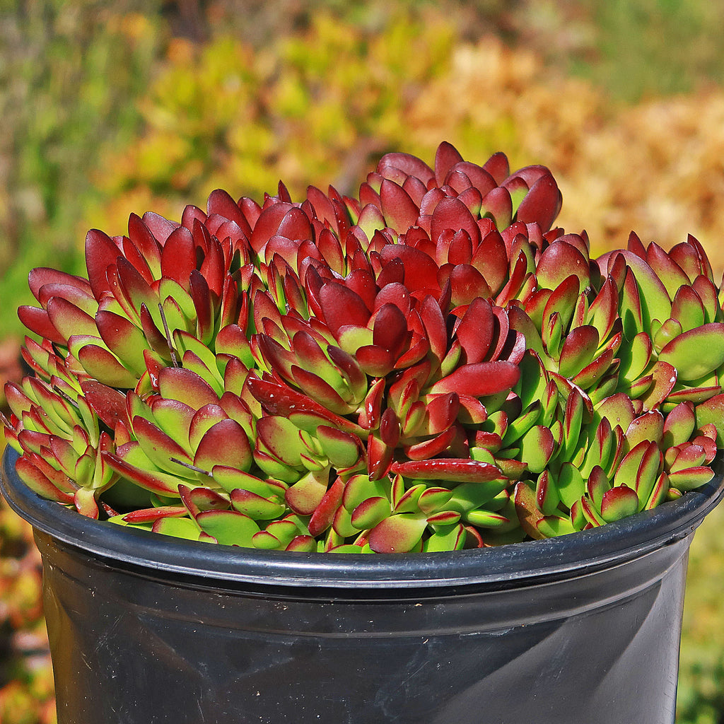 Crassula platyphylla &